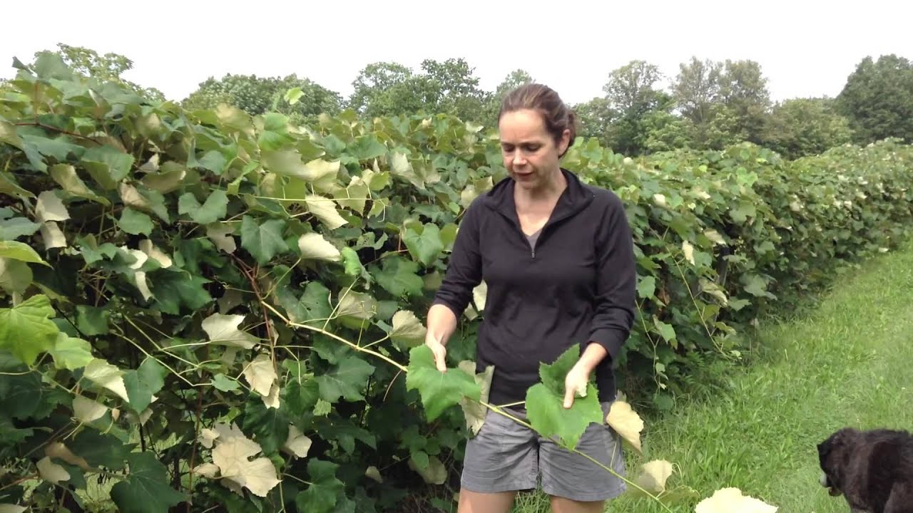 Vitis labrusca-type vines - YouTube