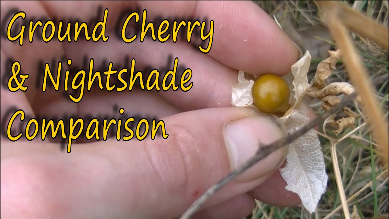 Ground Cherry Find and Nightshade Comparison - YouTube