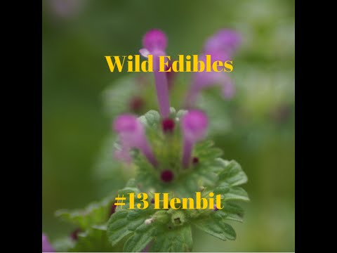 Wild Edibles #13 Henbit - YouTube