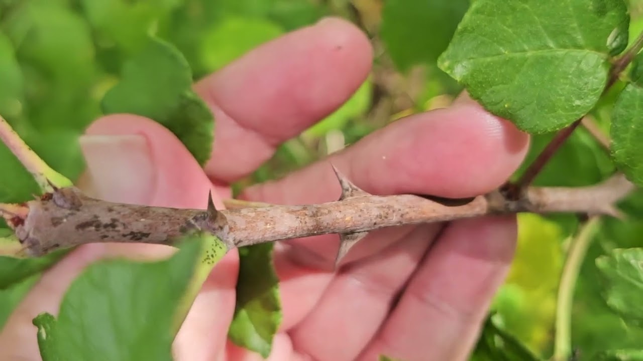ID That Tree: Prickly Ash - YouTube