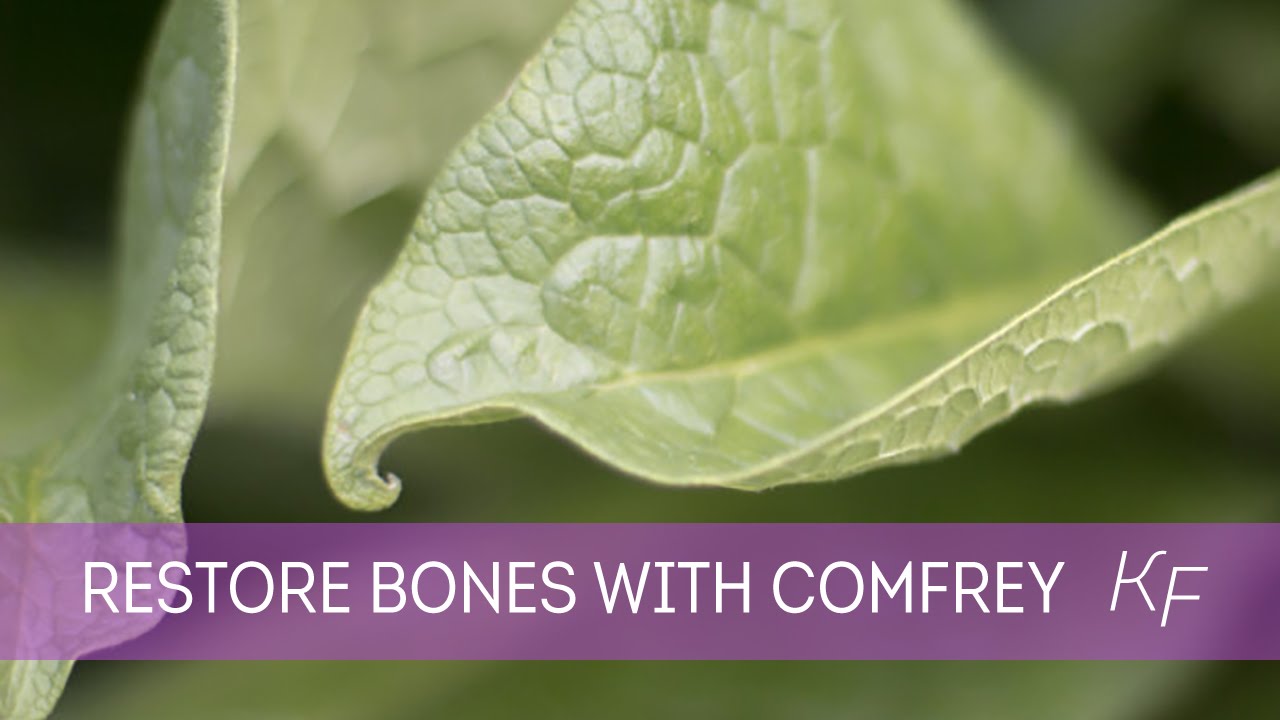 Comfrey - Part I: How this Herb Restores Broken Bones, Fractures and Ligaments Naturally - YouTube