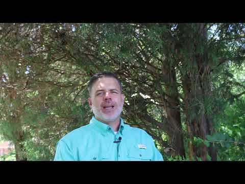 Eastern redcedar (Juniperus virginiana) - Plant Identification - YouTube