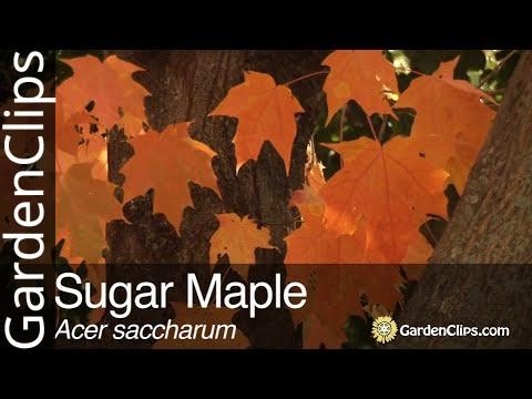 Sugar Maple - Acer saccharum - YouTube