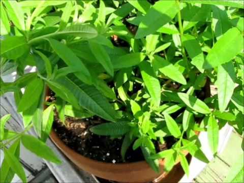 Feverfew Bug Repellent - YouTube