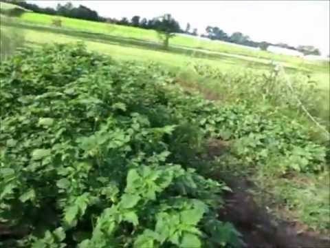 Ground Cherries - the forgotten fruit - YouTube