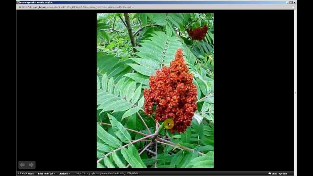 Rhus glabra | Smooth Sumac (Pt 1 of 2) - YouTube