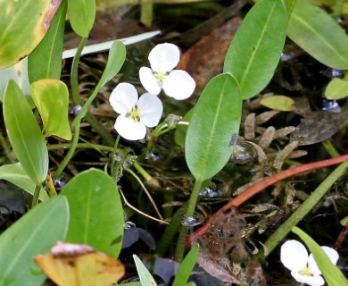Sagittaria_filiformis