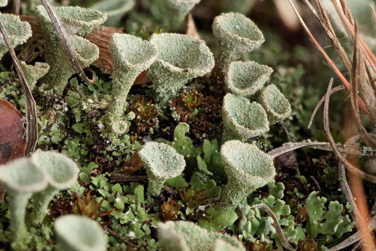 Cladonia-grayi