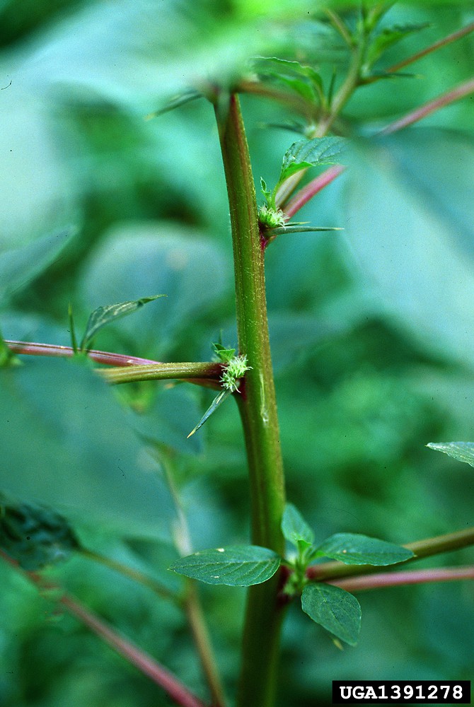 amaranthus-spinosus-st-jbyrd-a