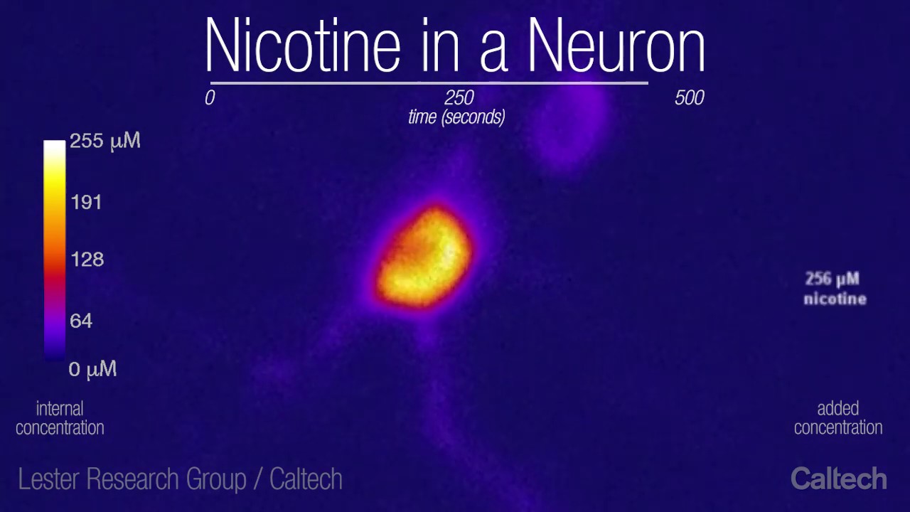 This is a neuron under nicotine