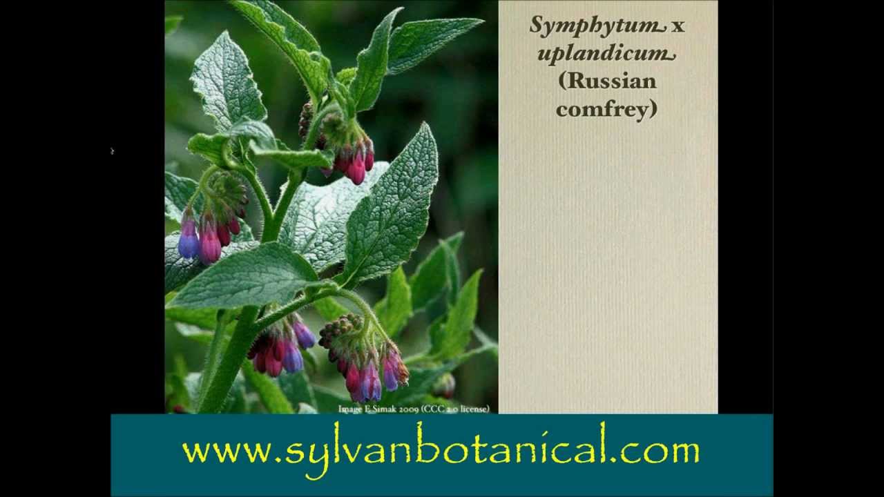 Class 1 Symphytum officinale - YouTube