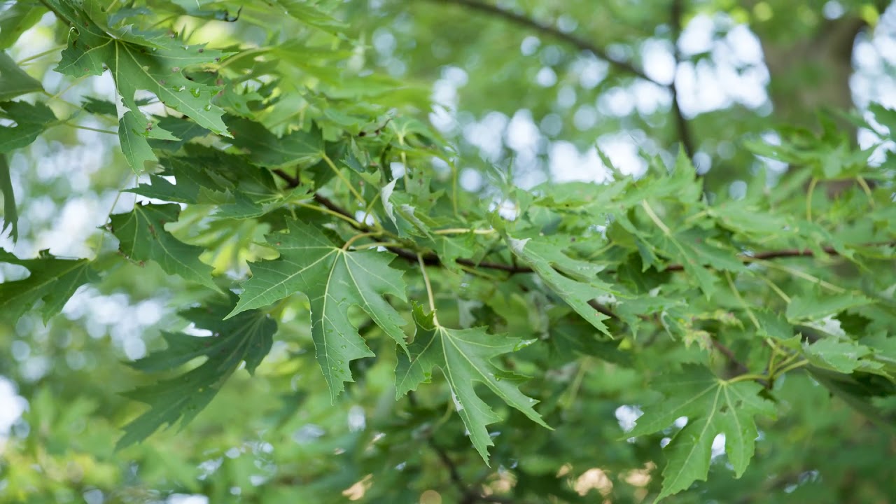 Acer saccharinum - Silver Maple, Soft Maple, River Maple, White Maple - YouTube
