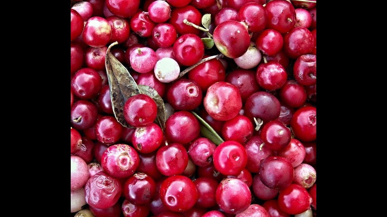 Cranberries 101-Comparison of Options - YouTube