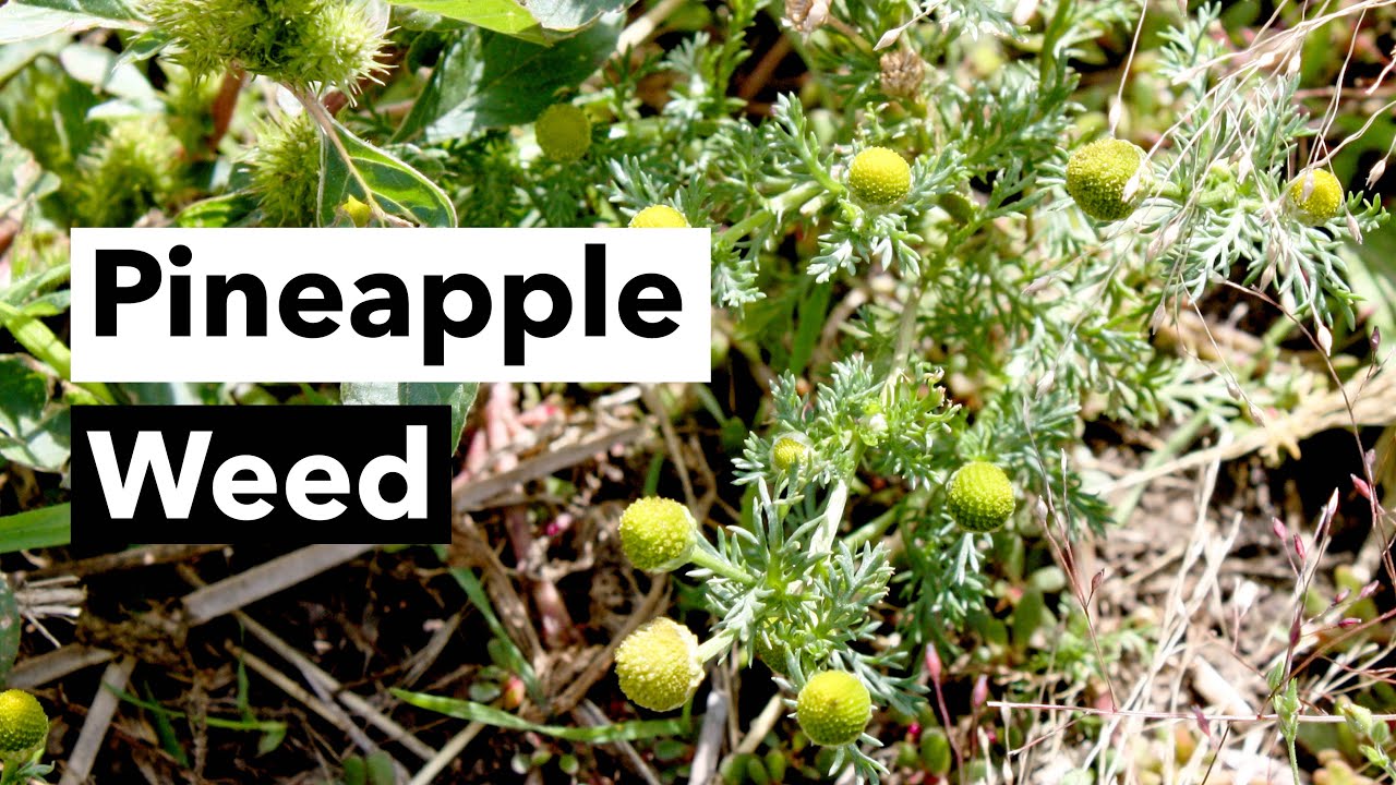 Wild Edibles with Sergei Boutenko: Pineapple Weed–Matricaria Matricarioides + Simple Foraging Rules - YouTube