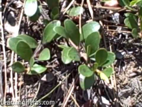 Uva Ursi, kinnikinnick, Arctostaphylos uva ursi - YouTube