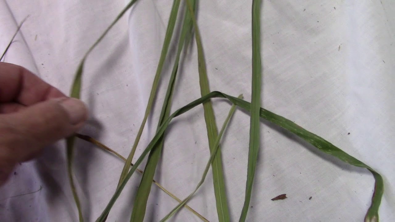 Identifying and Cleaning Sweetgrass after it has Dried (video)