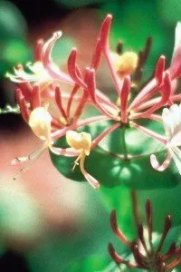 honeysuckle