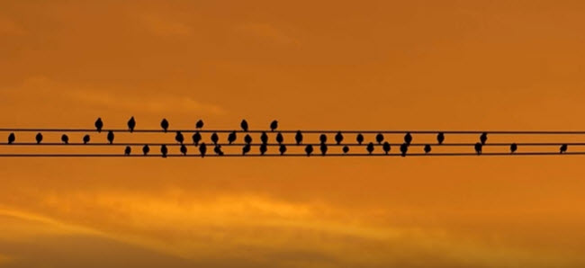 BIRDS ON A WIRE       2025-10-05_10-10-56